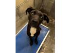 Adopt Sirius a Terrier, Labrador Retriever