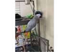 DWU 2 African Grey Parrots Birds