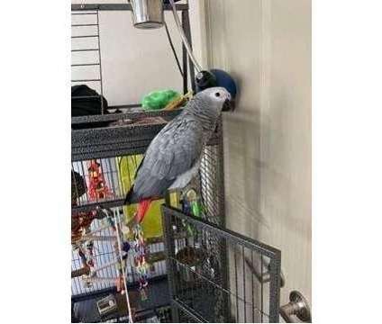 DWU 2 African Grey Parrots Birds is a Grey Arts &amp; Crafts for Sale in Rutland VT