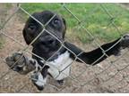 Adopt Ray a Pit Bull Terrier