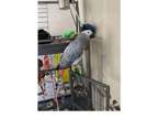XER 2 African Grey Parrots Birds