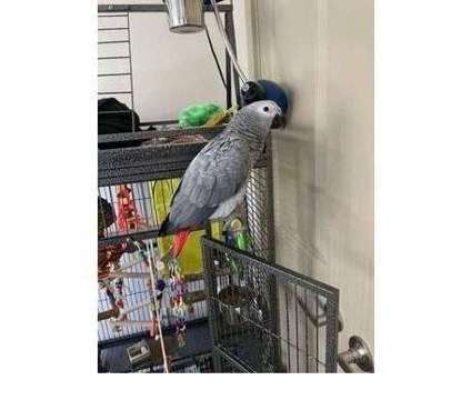 XER 2 African Grey Parrots Birds is a Grey Arts &amp; Crafts for Sale in Ogden UT