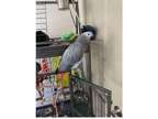 WIK 2 African Grey Parrots Birds