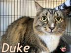 Adopt Duke a Maine Coon, Domestic Long Hair