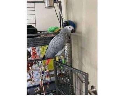 YK 2 African Grey Parrots Birds is a Grey Arts &amp; Crafts for Sale in Yankton SD