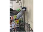 JKO 2 African Grey Parrots Birds
