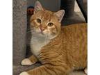 Adopt Chief a Tabby