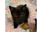 Adopt Kittens, Mittens and Pie a Domestic Medium Hair