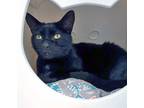 Adopt Stanley a Domestic Short Hair