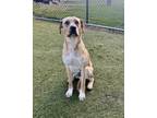 Adopt Guppy a Mixed Breed