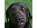 Adopt Rocky a Black Labrador Retriever