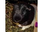 Adopt NUGGET a Guinea Pig