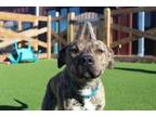 Adopt Ace a Pit Bull Terrier, Mixed Breed