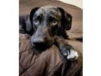 Adopt Bongo a Catahoula Leopard Dog, Mixed Breed