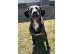 Adopt Emmitt - RI a Catahoula Leopard Dog