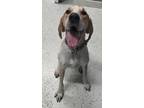 Adopt Buddy a Redbone Coonhound, Coonhound