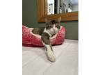 Adopt Phillip a Domestic Short Hair