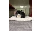 Adopt Orson a Domestic Short Hair