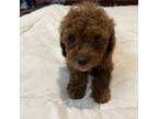Poodle (Toy) Puppy for sale in Valrico, FL, USA