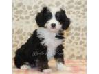 Mutt Puppy for sale in Denver, PA, USA