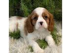 Cavalier King Charles Spaniel Puppy for sale in Shipshewana, IN, USA