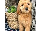 Goldendoodle Puppy for sale in Axtell, TX, USA