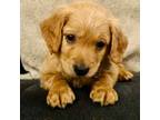 Goldendoodle Puppy for sale in Axtell, TX, USA