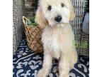 Goldendoodle Puppy for sale in Axtell, TX, USA