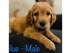 Goldendoodle Puppy for sale in Axtell, TX, USA