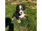 Bernese Mountain Dog Puppy for sale in Peoria, IL, USA