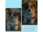 Pembroke Welsh Corgi Puppy for sale in Mitchell, IN, USA