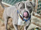 Adopt BLAINE a Pit Bull Terrier