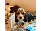 Basset Hound Puppy for sale in Kimball, MN, USA