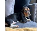 Basset Hound Puppy for sale in Kimball, MN, USA