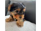 Yorkshire Terrier Puppy for sale in Ludlow, MA, USA