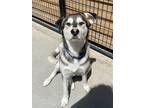 Adopt Jake the Dog a Siberian Husky, Alaskan Malamute