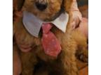 Mutt Puppy for sale in Raleigh, NC, USA