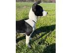 Adopt Rytlock a Border Collie, Mixed Breed