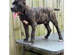 Black brindle