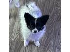 Papillon Puppy for sale in Inver Grove Heights, MN, USA