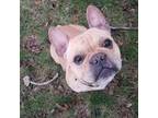 French Bulldog Puppy for sale in Fairfield, IA, USA