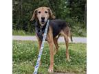 Adopt Wells a Hound