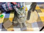 Adopt Prince a Domestic Short Hair