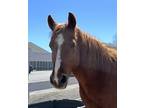 Adopt Hewey a Quarterhorse