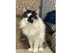 Adopt Harley a Domestic Long Hair