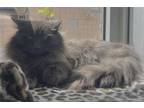 Adopt 13 a Domestic Long Hair, Domestic Short Hair