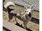 Adopt TIMBER a Husky, Mixed Breed