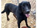 Adopt ROBIN a Black and Tan Coonhound, Labrador Retriever