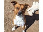 Adopt SKY a Australian Cattle Dog / Blue Heeler, Mixed Breed