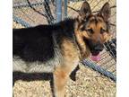 Adopt SOURCE a German Shepherd Dog, Mixed Breed